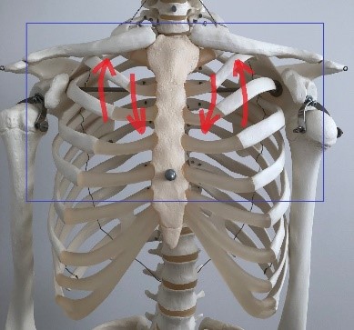 肋骨の開きが狭い方は胃下垂のリスクが高い 自身で肋骨の広がりを確認してみよう 内臓小僧の奮闘記
