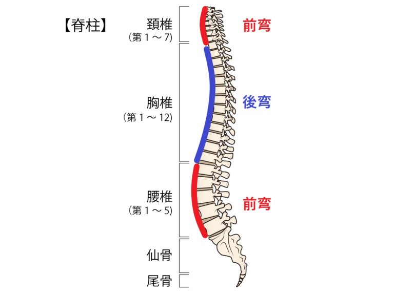 背骨のS字カーブを整える方法/理学療法士が原因・改善ストレッチを解説。